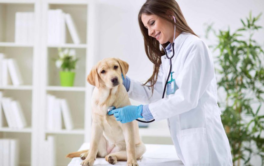 papelmatic-higiene-profesional-limpieza-desinfeccion-clinicas-veterinarias-980x617