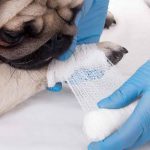 Higiene para prevenir la Covid-19 en el veterinario